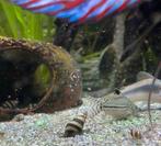 Helena Slakken - Almere, Dieren en Toebehoren, Vissen | Aquariumvissen, Slak of Weekdier
