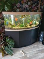 Z.g.a.n Juwel vision 450 aquarium, Ophalen, Zo goed als nieuw, Gevuld zoetwateraquarium