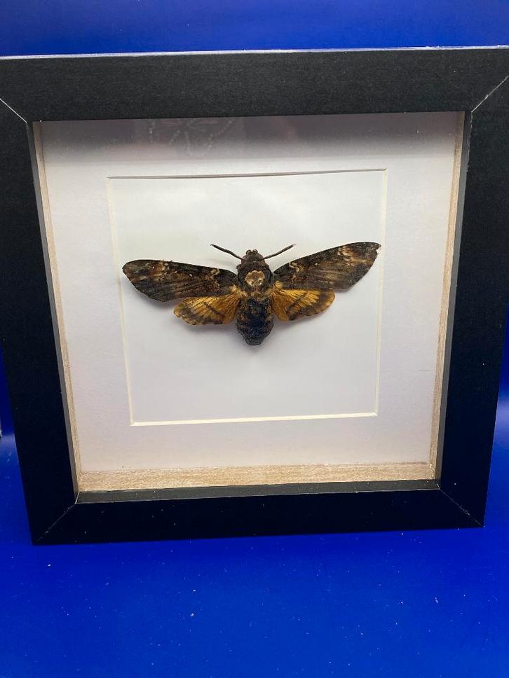 vlinder  Acherontia Atropos (doodshoofdvlinder), Verzamelen, Dierenverzamelingen, Nieuw, Opgezet dier, Insect, Ophalen of Verzenden