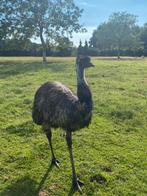 2 Gezonde Emoe’s Koppeltje (Struisvogel), Meerdere dieren, Tropenvogel, Tam