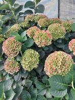 Hortensia's te koop, Ophalen, Overige soorten, Halfschaduw