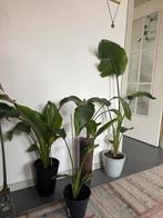 Strelizia plant, Ophalen of Verzenden, Overige soorten, Minder dan 100 cm