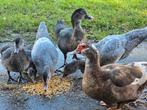 4 jonge muskus eenden mooie grijze, Dieren en Toebehoren, Pluimvee, Meerdere dieren, Eend