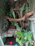 Terraria inclusief achterwand te koop, Dieren en Toebehoren, Reptielen en Amfibieën | Toebehoren, Ophalen, Gebruikt, Terrarium of Paludarium