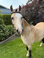Chique valk merrie, echt een blikvanger !, Dieren en Toebehoren, Pony's, Merrie, Recreatiepony, Gechipt