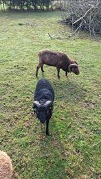 Ouessant rammetje, Dieren en Toebehoren, Mannelijk, Schaap