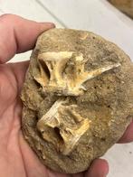 Enchodus wervels, Verzamelen, Mineralen en Fossielen, Ophalen of Verzenden, Fossiel