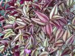 Mooie Tradescantia (vaderplant) 50.cm. Doorsnee., Ophalen, Overige soorten
