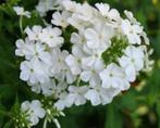 Stek witte Phlox, Volle zon, Vaste plant, Zomer, Ophalen