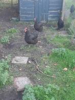 Australorp kippen, Dieren en Toebehoren, Pluimvee, Vrouwelijk, Kip