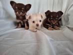 Chihuahua Chocotan reutje en teefje, 8 tot 15 weken, Parvo, Meerdere, Meerdere dieren