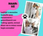 Europees korthaar kittens, Dieren en Toebehoren, Katten en Kittens | Overige Katten, Meerdere dieren, Kortharig, 0 tot 2 jaar
