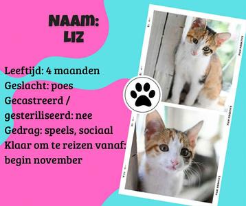 Europees korthaar kittens beschikbaar voor biedingen