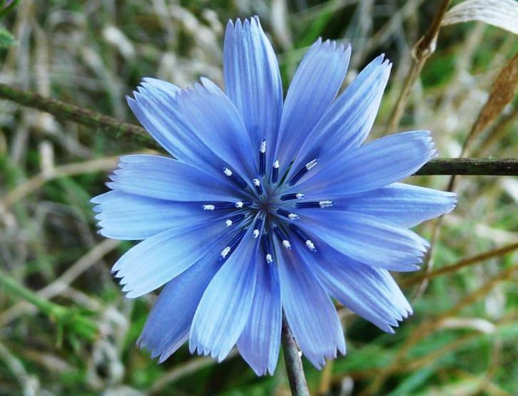 Cichorium intybus – wilde cichorei, Bio, Tuin en Terras, Planten | Tuinplanten, Vaste plant, Groenteplanten, Volle zon, Zomer