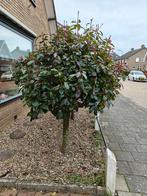 2 Bomen Glansmispel red robin, Tuin en Terras, Ophalen of Verzenden, Lente, Volle zon, Overige soorten