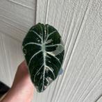 Alocasai black velvet variegata, Ophalen of Verzenden, Overige soorten, Minder dan 100 cm
