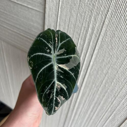 Alocasai black velvet variegata, Huis en Inrichting, Kamerplanten, Overige soorten, Minder dan 100 cm, Ophalen of Verzenden