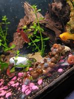 Posthoorn Slakjes, Dieren en Toebehoren, Vissen | Aquariumvissen, Vis