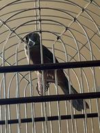 Twatwa 2025, Dieren en Toebehoren, Vogels | Hokken en Kooien, Ophalen of Verzenden, Nieuw, Hout, Vogelkooi