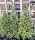 3 Dwergsparren (Picea glauca Conica), Tuin en Terras, Ophalen, Overige soorten, Minder dan 100 cm
