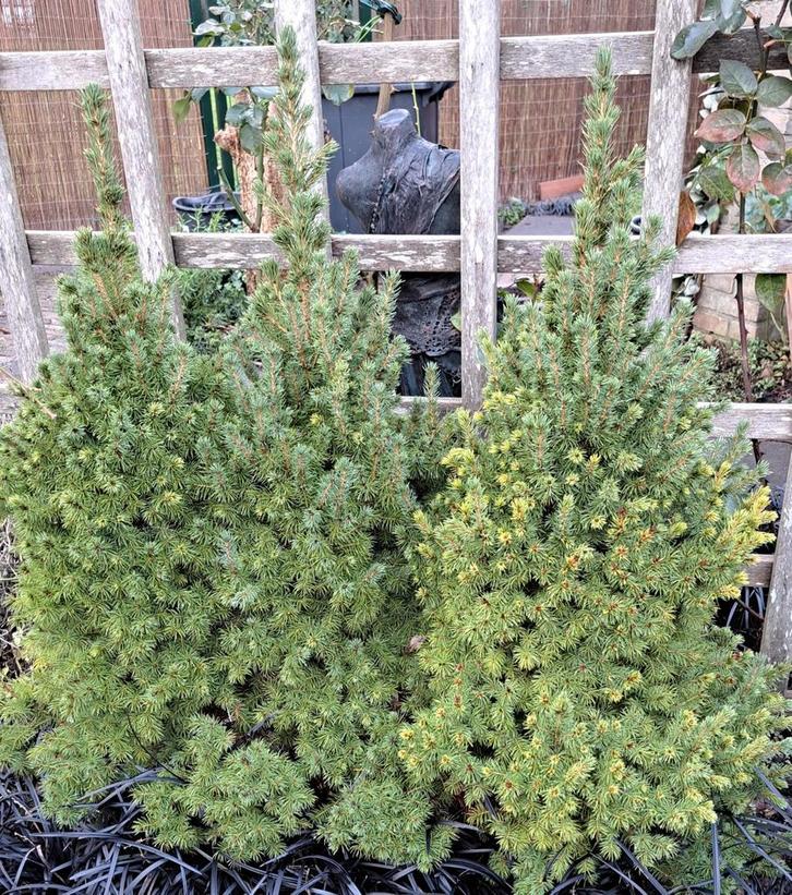 3 Dwergsparren (Picea glauca Conica), Tuin en Terras, Planten | Struiken en Hagen, Overige soorten, Minder dan 100 cm, Ophalen