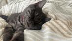 Kitten te koop, Kater