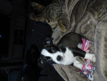 Kruising chihuahua/ jack russel puppy te koop beschikbaar voor biedingen