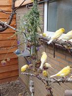 Te koop aangeboden Waterslager kanaries., Meerdere dieren, Zangkanarie