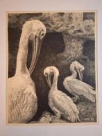 Litho van pelikanen, Antiek en Kunst, Kunst | Litho's en Zeefdrukken, Ophalen of Verzenden