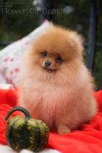 Pomeriaan  mini pups reu, 15 weken tot 1 jaar, Reu, Buitenland, Eén hond