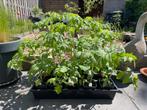 BIOLOGISCH Tomaten planten Kers, Eenjarig, Halfschaduw, Zomer, Ophalen