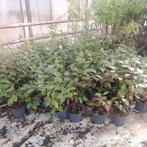 Restpartij Cornus alba 'Siberian pearls' ca. 30 stuks, Ophalen, Overige soorten