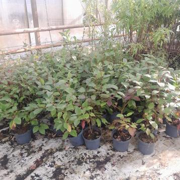 Restpartij Cornus alba 'Siberian pearls' ca. 30 stuks beschikbaar voor biedingen