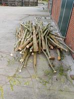 wilgenhout, Tuin en Terras, Haardhout, Minder dan 3 m³, Ophalen, Overige houtsoorten, Stammen