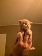 Maine coon kittens, Dieren en Toebehoren, Katten en Kittens | Raskatten | Langhaar, Meerdere dieren, Gechipt