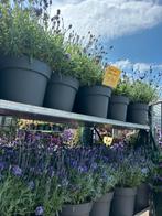 Lavendel vaste plant winterhard 19 cm diameter €4,-, Tuin en Terras, Planten | Tuinplanten, Volle zon, Vaste plant, Zomer, Ophalen