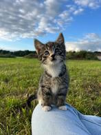 Boerderij kittens, Dieren en Toebehoren, Katten en Kittens | Overige Katten, Meerdere dieren, Kortharig, 0 tot 2 jaar