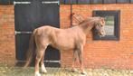 Welsh B keurmerrie 19 jaar, Dieren en Toebehoren, Pony's, Gechipt, C pony (1.27m tot 1.37m), Onbeleerd, 11 jaar of ouder