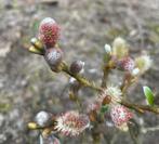 Zwitserse Dwerg Wilg / Salix Helvetica, Volle zon, Vaste plant, Lente, Ophalen