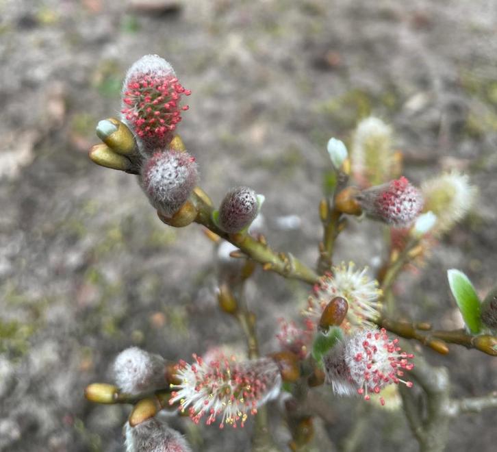 Zwitserse Dwerg Wilg / Salix Helvetica, Tuin en Terras, Planten | Tuinplanten, Vaste plant, Overige soorten, Volle zon, Lente
