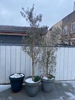 2 grote oude Olijfbomen te koop, Ophalen of Verzenden, Volle zon, Overige soorten