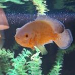 Astronotus ocellatus, Dieren en Toebehoren, Vissen | Aquariumvissen, Vis