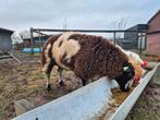 Te koop bonte schapen ram, Mannelijk, Schaap, 0 tot 2 jaar