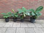 Bananen planten Musa Tropicana niet winterhard, Ophalen, Zomer, Overige soorten, Volle zon