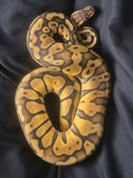 Koningspython, Dieren en Toebehoren, Reptielen en Amfibieën, Slang, 0 tot 2 jaar