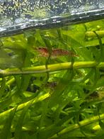 Garnalen, Dieren en Toebehoren, Kreeft, Krab of Garnaal