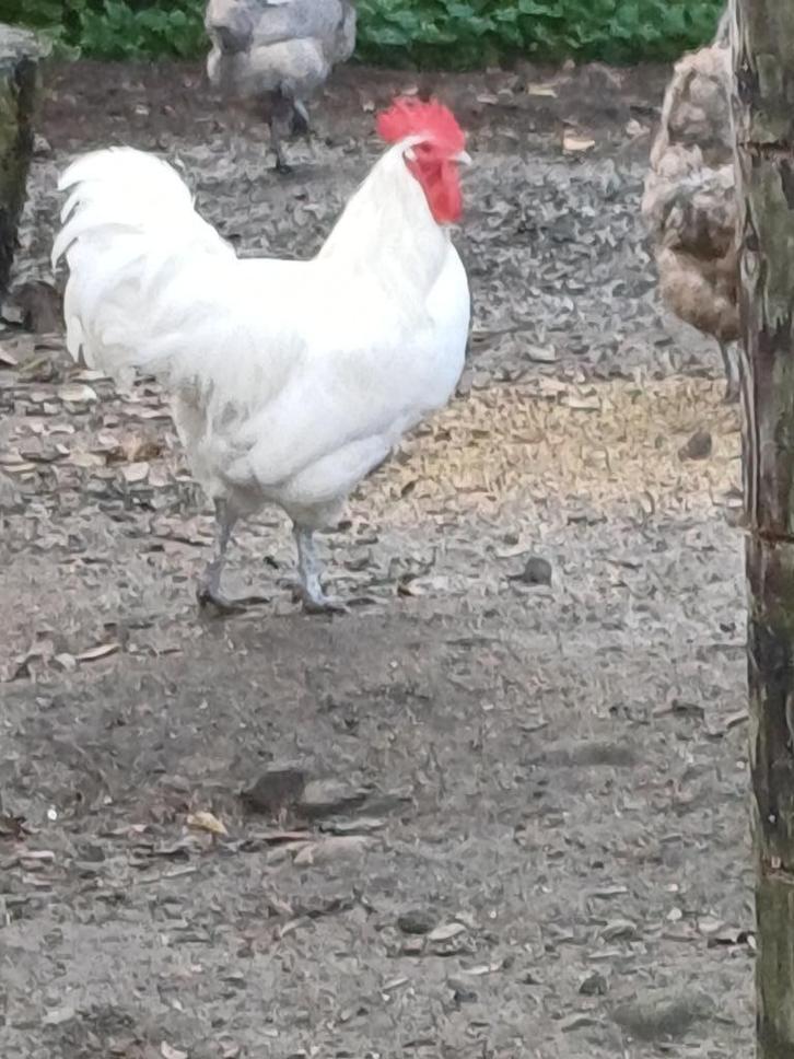 THP: 4 stuks prachtige  Australorp hanen!, Dieren en Toebehoren, Pluimvee, Kip, Mannelijk