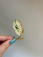 Scindapsus jade satin marble variegata, stek, Ophalen of Verzenden, Overige soorten, Minder dan 100 cm