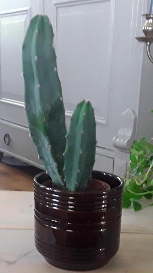 Cactuspotje / klein bloempotje (bruin geglazuurd), Tuin en Terras, Bloempotten, Zo goed als nieuw, Aardewerk, Binnen, Minder dan 40 cm