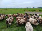 Zwoegervrije bonte dekrammen, Dieren en Toebehoren, Schapen, Geiten en Varkens, Mannelijk, Schaap